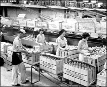 Employees at the Florence Citrus Growers Association packing boxes: Winter Haven, Florida (1934)