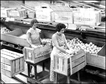 Employees of the Florence Citrus Growers Association packing boxes: Winter Haven, Florida (1943)