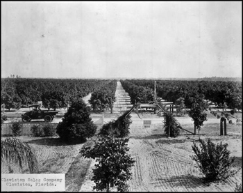 Orange grove: Clewiston, Florida (ca. 1920s)