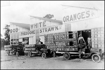 Theodore Strawn's packing house for Bob White oranges: De Leon Springs, Florida (ca. 1910)