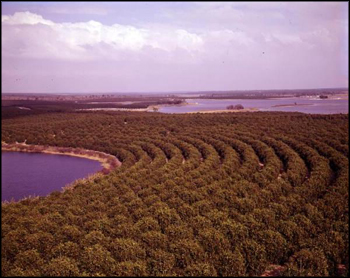 Aerial view of orange grove: Winter Garden, Florida (between 1951 and 1968)