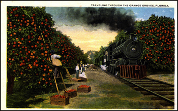 Traveling through the orange groves: Florida (ca. 1910s)