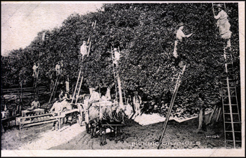 Picking oranges (ca. 1920s)