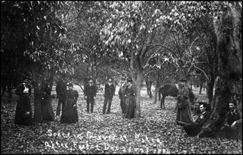 Scene in grove at Citra after freeze of December 28 and 29: Citra, Florida (1894)