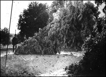 Scene in grove at Orange City Waterworks after freeze of December 28 and 29: Orange City, Florida (1894)