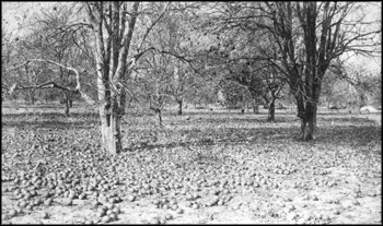 Rockledge grove of Alfred Trafford after the freeze: Rockledge, Florida (1895)