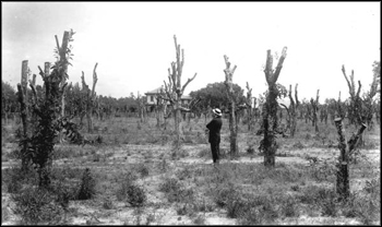 Remains of an orange grove after an 1880s freeze: Caldwell, Florida (ca. 1880s)