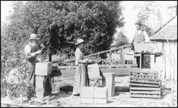 Sizing and packing oranges (ca. 1890)