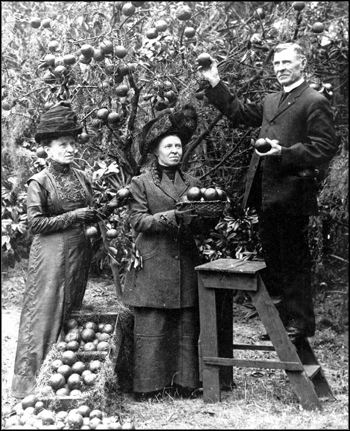 Sargent family picking oranges (1912)