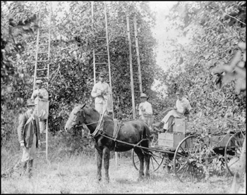 Picking fruit in John C. English's seedling grove: Alva, Florida (ca. 1890s)