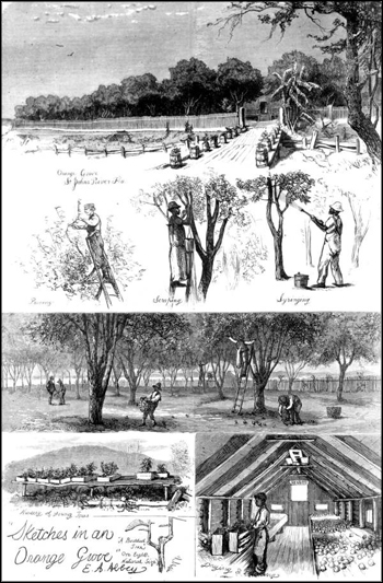 Sketches in an orange grove by E. A. Abbey: Citrus County, Florida (ca. 1875)