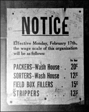 Pay schedule sign for workers in the citrus fruit industry (ca. 1930s)