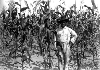 African-American farmer standing in corn field: Alachua County, Florida (June 25, 1913)
