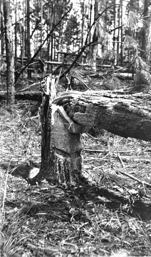 Damage in turpentine tree stand caused by hurricane of Sept. 4, 1935