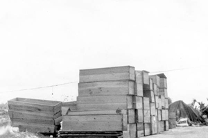 Coffins stacked along the bank of a canal, after the hurricane of 1928: Belle Glade, Florida