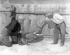 Texas Jim Mitchell and O.F. Vischer with alligator at Sarasota Reptile Farm: Sarasota, Florida (1948)