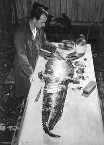 A worker tanning alligator skin at Wild Animal Farm: Saint Petersburg, Florida (1951)