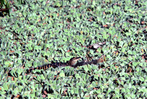 Immature gator in water lettuce at Corkscrew Swamp: Collier County (1978)