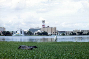 Urban gator: Lakeland, Florida (1969)