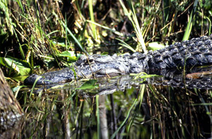 Alligator hunts for prey: Broward County, Florida (1986)