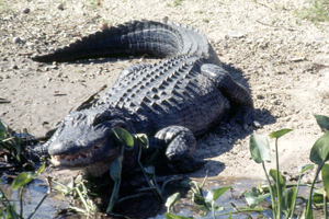 Adult alligator in the Florida Everglades: Broward County, Florida (1971)