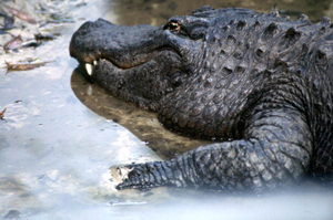 Alligator resting on bank: Homosassa Springs, Florida (19--)