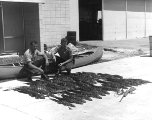 Game and fish officers with alligators (1966)