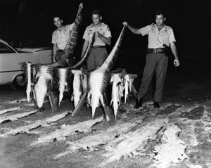 Game and fish officers with alligator skins (1966)