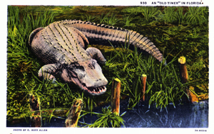 Postcard of a Florida alligator (1937)