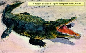 A hungry alligator at Tropical Hobbyland: Miami, Florida (19--?)