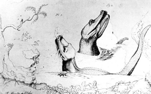 Drawing by naturalist William Bartram of alligators in the St. Johns River (1770s)