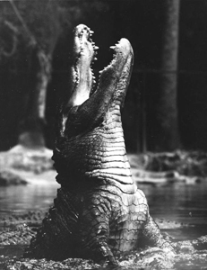 Male alligator bellowing during mating season: Homosassa Springs, Florida (1950s)