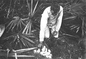 Man inspecting an alligator nest and alligator eggs (19--)