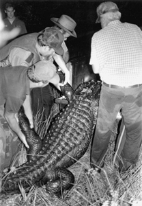 Florida Game and Freshwater Fish officers load alligator carcass: Wakulla Springs, Florida (1987)