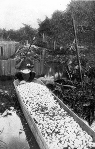 Harvesting alligator eggs (1910s)