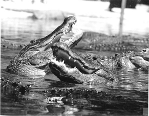 Alligators swimming in Florida waters (19--)