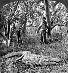 Captured alligator in a mangrove swamp (1882)