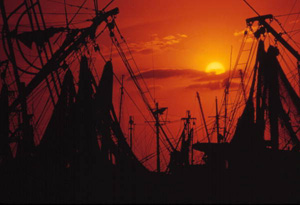 Shrimp boats: Key West, Florida (1973)