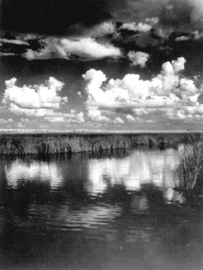 Clouds over the Everglades (1950)
