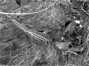 Alligator in the Everglades (1958)