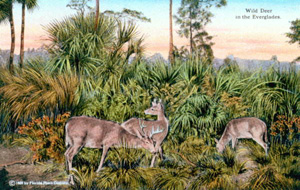 Postcard of wild deer in the Everglades (1950)