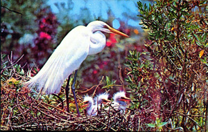 American Egret at Everglades National Park (1974)