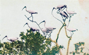 Wood ibises along the Tamiami Trail in the Everglades (n.d.)
