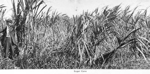 Sugar cane grown in the Everglades of Broward County (ca. 1917)