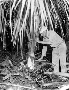 Harvesting palm for "swamp cabbage" (1950s)