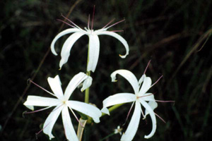 Swamp lily at Everglades National Park (1980)