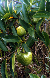 Custard apple in Everglades National Park (1980)
