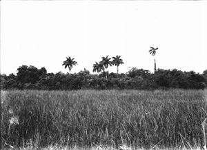 Hammock in the Everglades (1916)