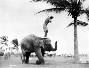 Rosie the elephant being used as a golf tee: Miami Beach, Florida (1927)