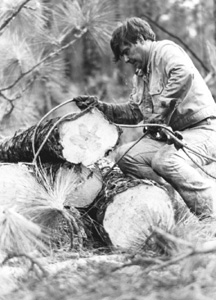 Florida Governor Bob Graham tying steel cables around timber: Tallahassee, Florida (not after 1987)